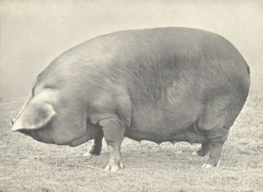 BLACK SOW.